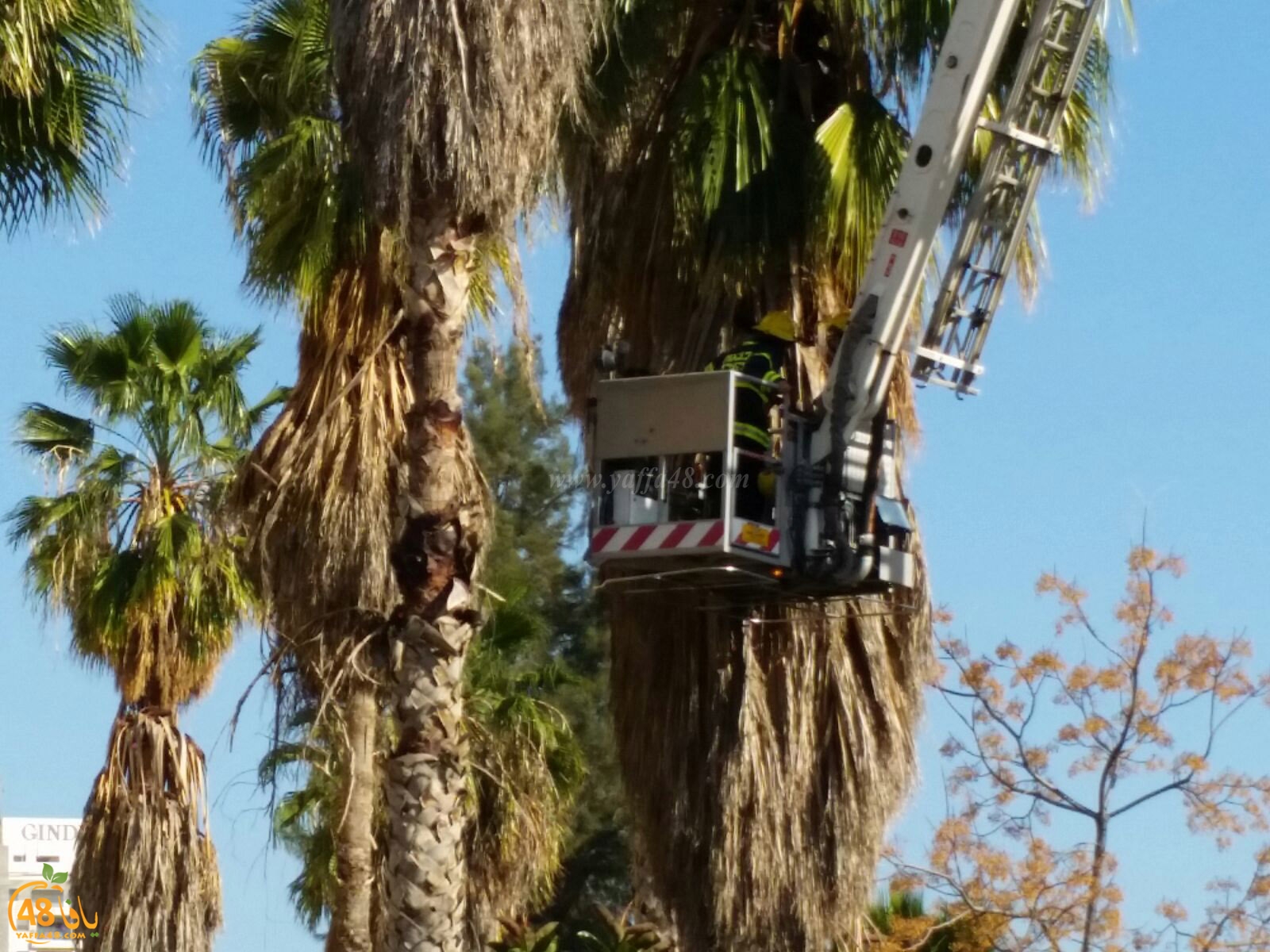 cat in ramla tree (3).jpg